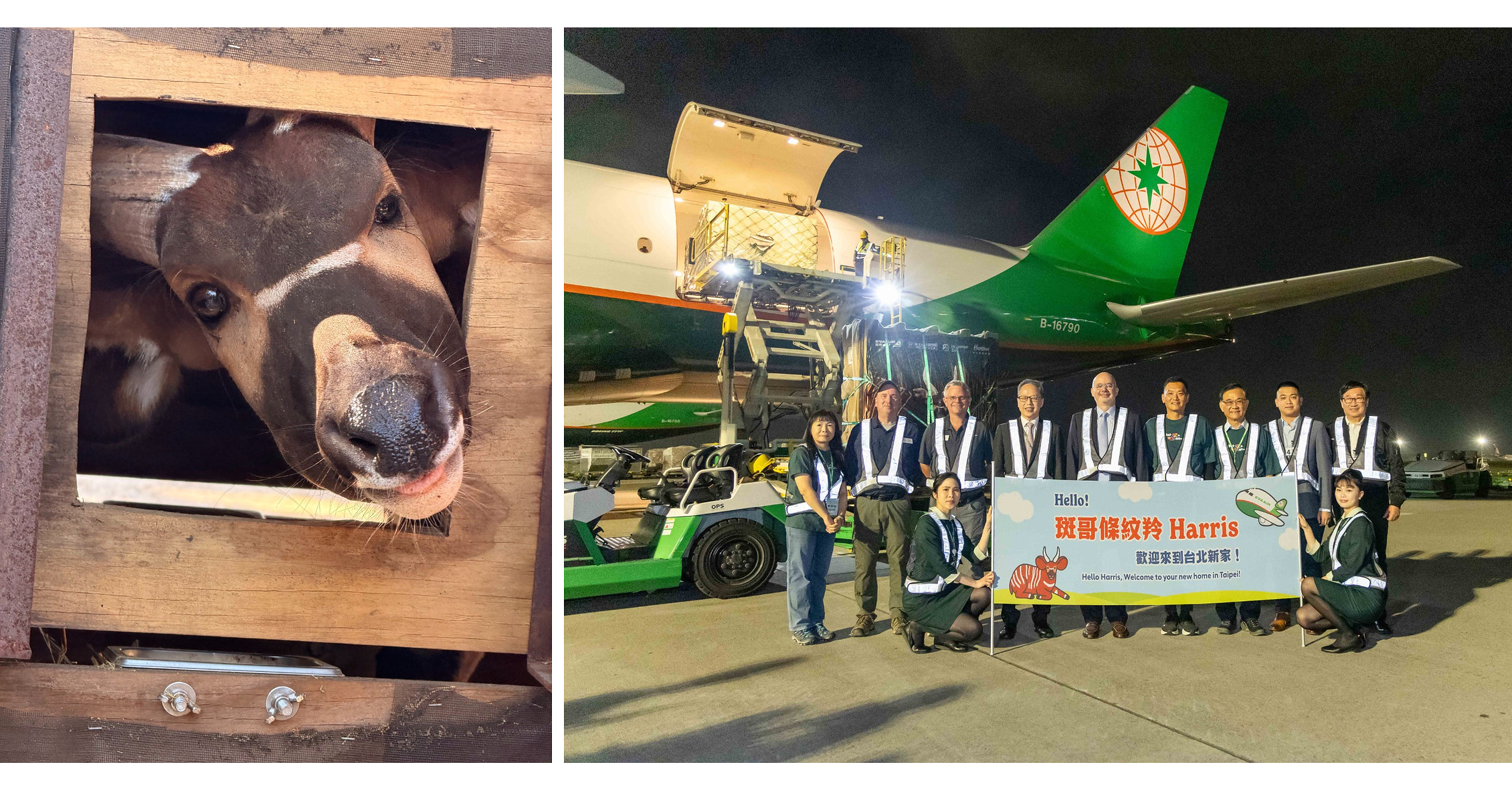 EVA Air Transports Eastern Bongo from the U.S. to Taiwan in Support of Wildlife Conservation