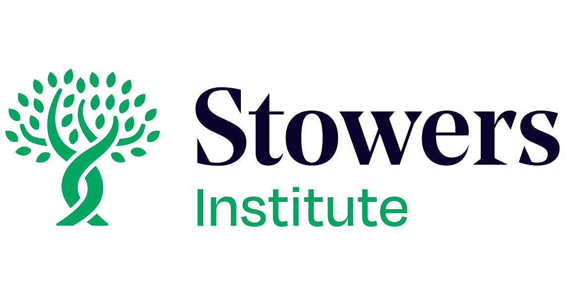 Stowers scientists develop a new way to visualize what AI models learn from DNA -- and discover how to control what the models learn next